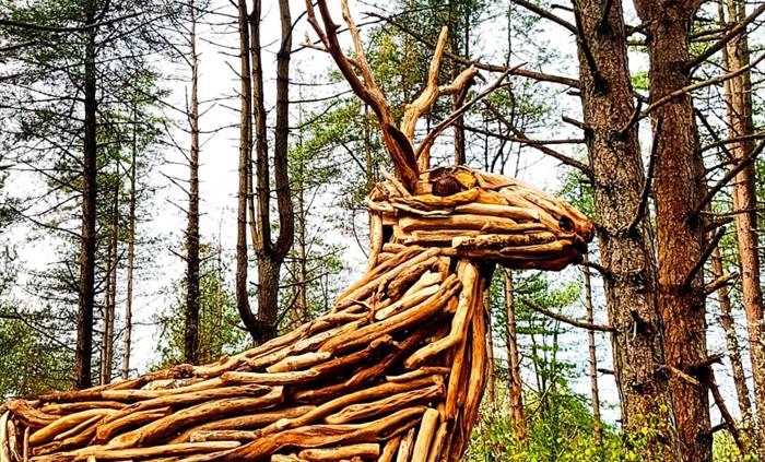 Woodlands within Pembrey Country Park